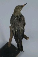 絲光椋鳥藏品圖，第9張